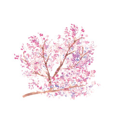 Obraz na płótnie Canvas 水彩画。水彩タッチの春の桜ベクターイラスト。Watercolor painting. Spring cherry blossom vector illustration with watercolor touch. Cherry blossoms with petals in full bloom. Japanese style cherry blossom illustration.