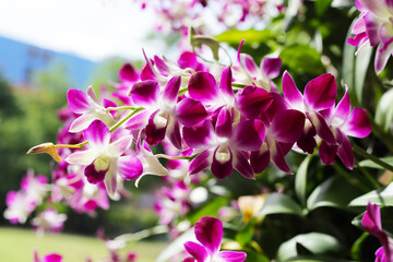 Beautiful purple orchid flowers. Flower background.