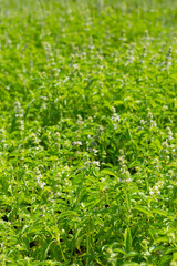 Lemon basil, Hoary basil, Hairy basil