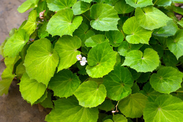 Fototapeta na wymiar Begonia plants in the garden