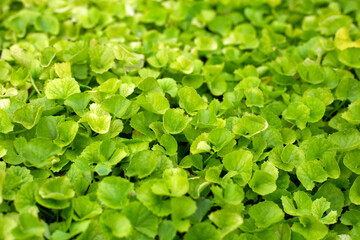 Gotu Kola herb plant in the garden