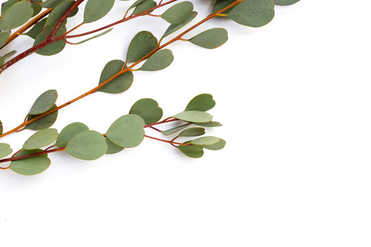 Eucalyptus leaves on white background. Green leaf branches. © Bowonpat