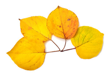 Collection autumn leaf isolated on white background. Flat lay, top view