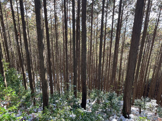 雪が残る植林された森
