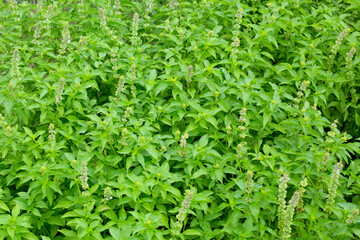 Lemon basil, Hoary basil, Hairy basil
