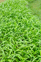 Water spinach or water convolvulus in vegetable patch