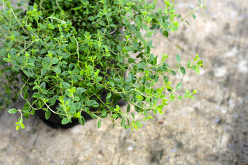 Fresh green leaves of lemon thyme herbs