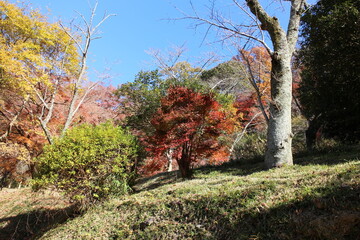 秋の風景　紅葉の木