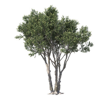 Melaleuca quinquenervia, broad-leaved paperbark, paper bark tea tree, punk tree, niaouli,  evergreen, small tree, bush, tree, big tree, light for daylight, easy to use, 3d render, isolated