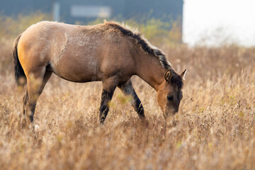 horses feeding on dry grass