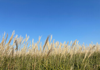 grass and sky