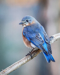 bluebird on a branch