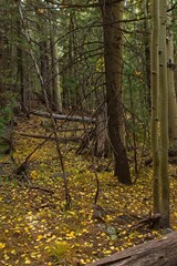 Dense forest with yellow leaves on the forest floor.