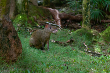 Agouti walking in a forest
