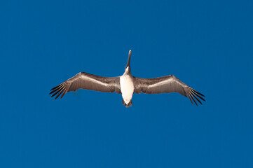 Pelicans are flying over the sea