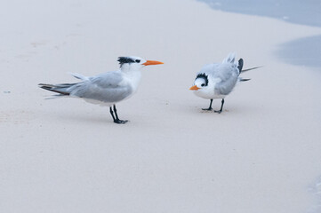 The royal tern (Thalasseus maximus) on the beach