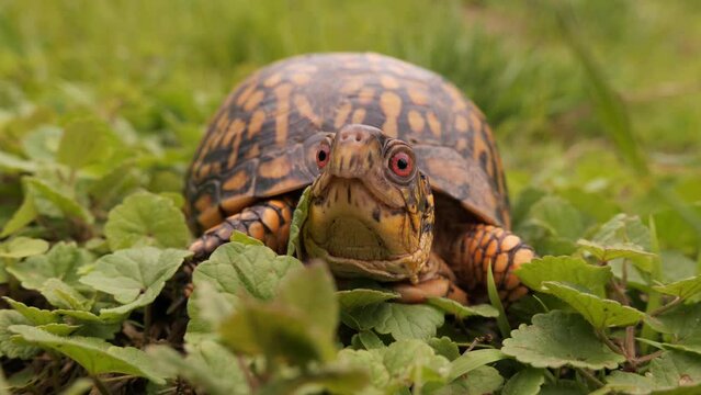 North American box turtle (Terrapene) small turtles with a convex shell. They live in the USA and Mexico near bodies of water.