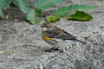 Yellow-rumbed warbler ((Setophaga coronata) 