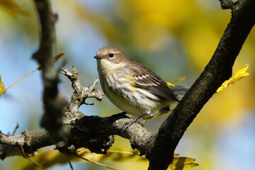 Yellow-rumbed warbler ((Setophaga coronata) 
