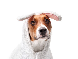 Isolated dog with easter bunny costume. Cute puppy dog wearing a white bunny rabbit dress for easter party event backdrop or Halloween.  Female Harrier mix. Selective focus. White background.