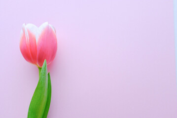 左側に置かれたピンク色のチューリップ　春の花　桃色の背景　入学式や卒業式に