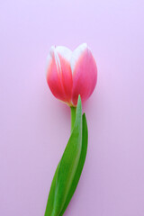 ピンク色の一輪のチューリップ　春の花　入学式や卒業式に　桃色の背景