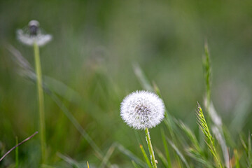 diente de leon (Taraxacum officinale)