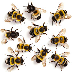 bee isolated on white