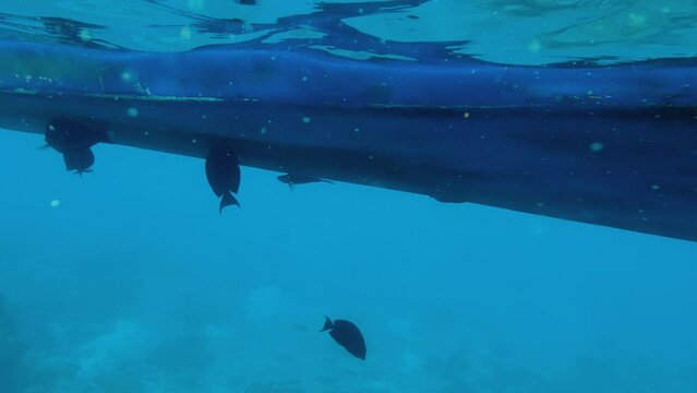 A flock of dark surgeon fish underwater bites and eats silt from the bottom of a blue boat bobbing on the waves. Tropical reef fish eat algae grown on the hull of the ship. Pov scuba diver