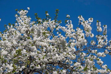 
blossoming cherry tree against blue sky