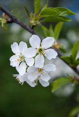 delicate cherry flowers among green leaves