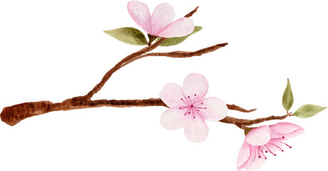 Watercolor pink cherry blossom