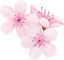 Fototapeta premium Watercolor pink cherry blossom