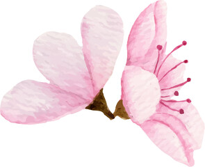 Watercolor pink cherry blossom