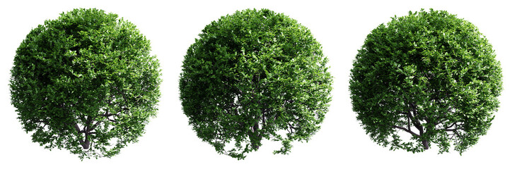 Buxus sempervirens round bush isolate transparent background.3d rendering PNG - obrazy, fototapety, plakaty