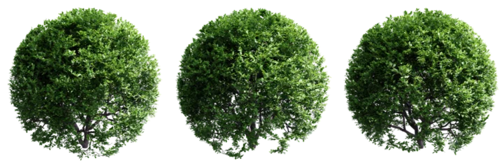 Fotobehang Buxus sempervirens round bush isolate transparent background.3d rendering PNG © Chayanee