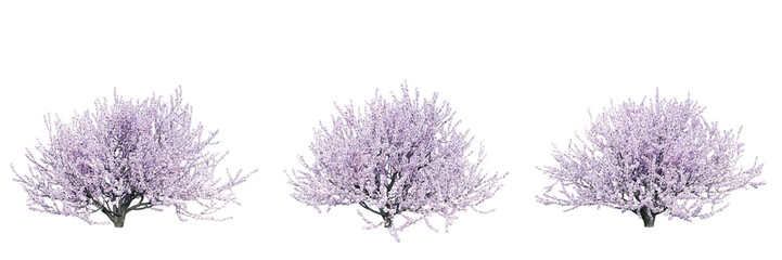 Prunus tomentosa isolate transparent background.3d rendering PNG