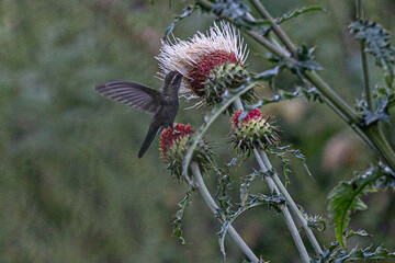 Cynanthus latirostris