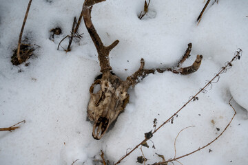 Deer Skull with Velvet Antlers in the Snow