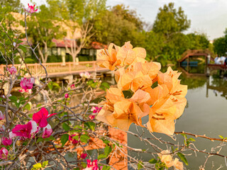 Colorful Blooms Adorn the Garden and Park, Creating a Beautiful Floral Tapestry in Nature's Embrace