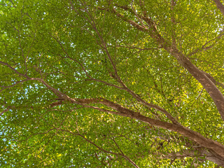 A lush forest adorned with vibrant green leaves on towering trees