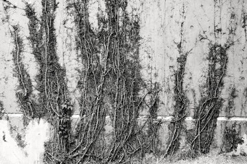 モノクロ撮影　壁に根を張る
