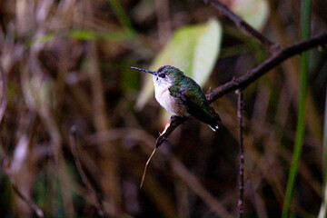 Colibri Selasphorus Trochilidae 