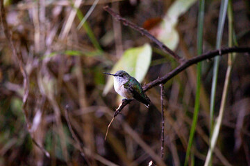Colibri Selasphorus Trochilidae  © JP STUDIO