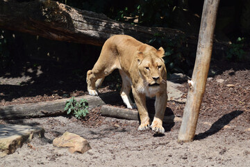 Naklejka na ściany i meble big female lion in habitat