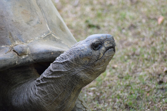 close up of a big tortoise face