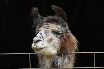 A curious Llama