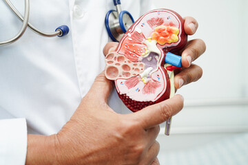 Chronic kidney disease, doctor with model for treatment urinary system, urology, Estimated...