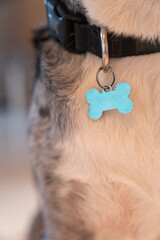 Border collie Identity: Close-Up Portrait of a Gray and White Fur Dog. The blue mark hanging from...