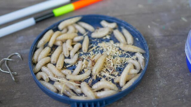 Maggots have been used primarily as fishing bait year round. Anglers use largest or attractive worms on hook hoping to be irresistible to fish. Commercial breeders sell their maggot to tackle dealers
